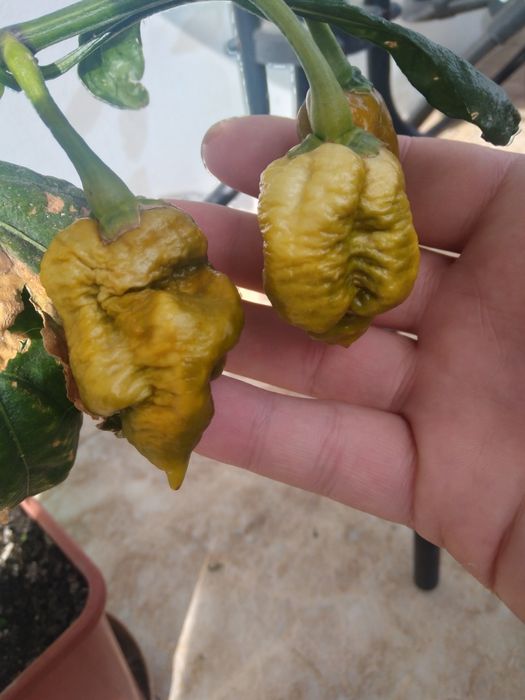 Pepper X nasiona Graniczna • OLX.pl