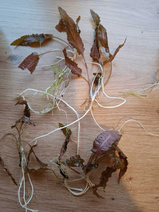 Sprzedam mech akwarystyczny