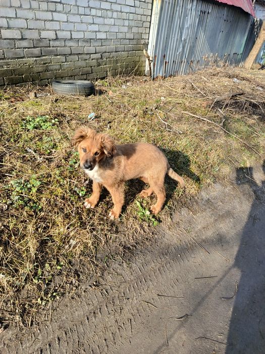 Отдам щенка бесплатно!