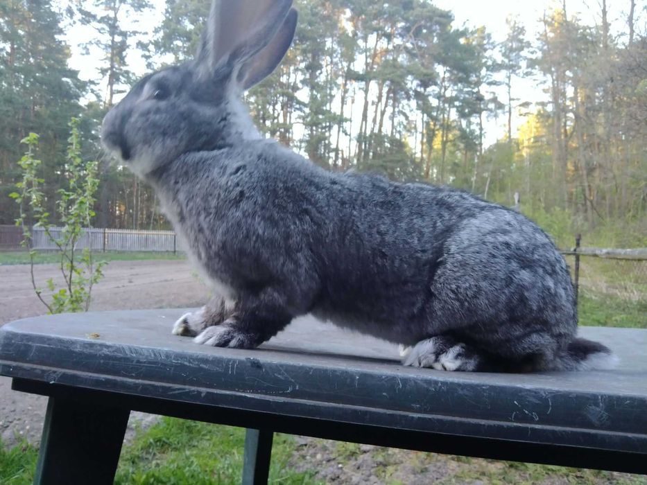 Królik rasy Belg, samiec 8kg