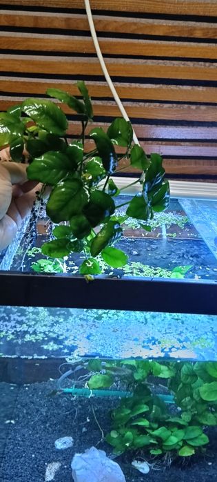 Anubias vários pés