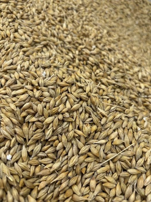 Jęczmień jary radek