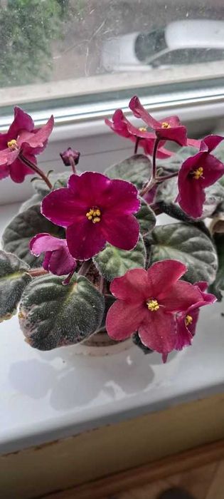 Фіалки квітучі. Листочки