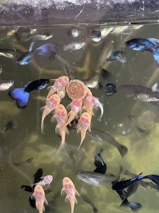 Zbrojniki żółte glonojady