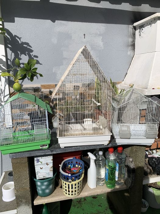 Gaiolas completas para pàssaros impecaveis