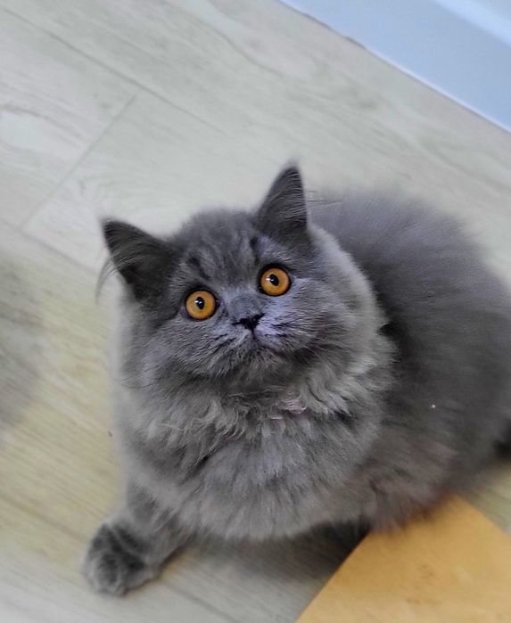 Szkocka  prostoucha już do odbioru WCF