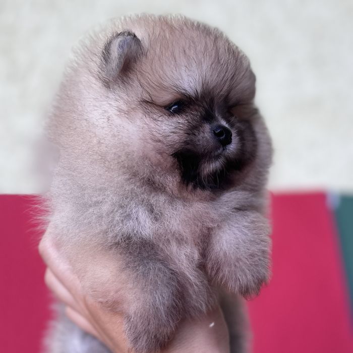 чудовий ведмедик шоу классу