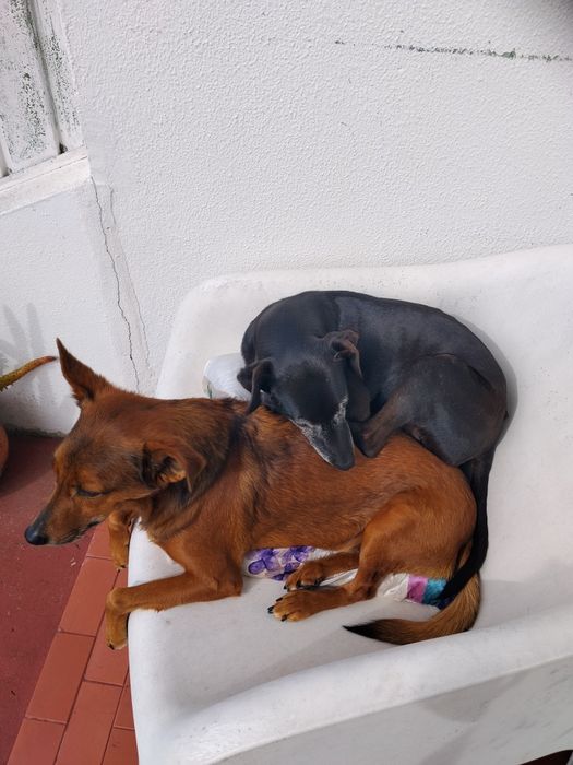 Cuidadora animais estimação