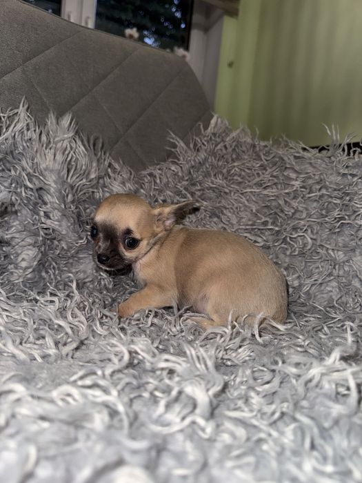 Suczka chihuahua xxs