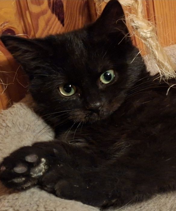 Trzymiesięczna Mrunia czeka na drugą szansę na życie