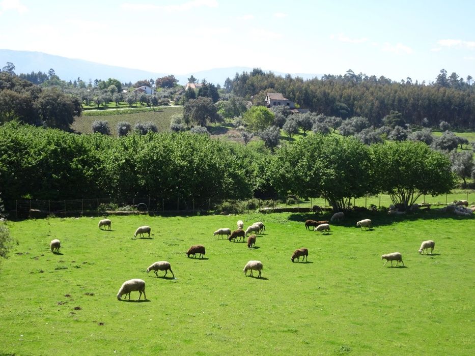 Casa da Aldeia T1 entre Tábua e Arganil - Coimbra