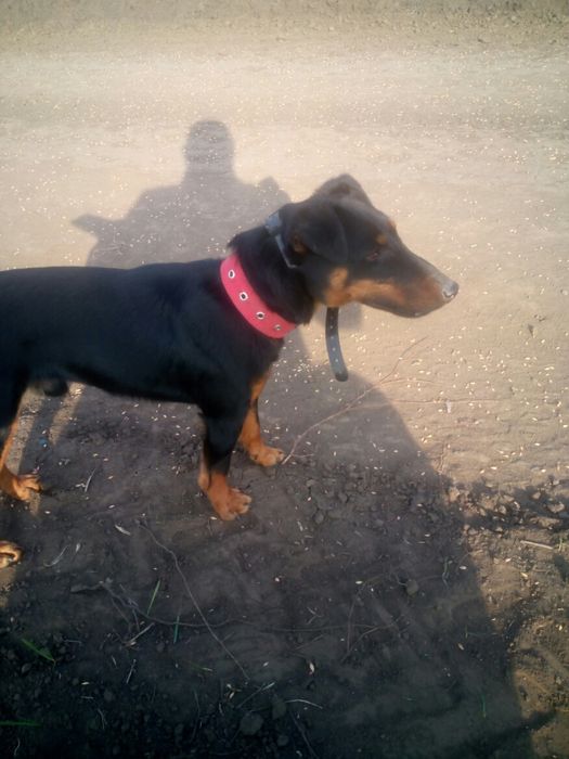 Ягдтерьер.Для вязки.