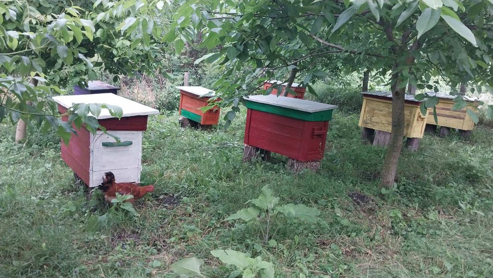 Продам вулики бджолосімї