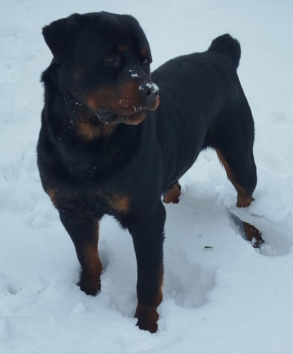 Вязка песика ротвейлера