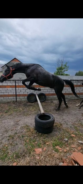 Kary ogier na sprzedaż.