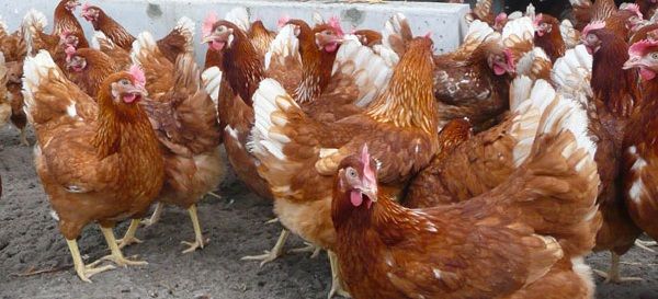 Продаються кури несучки   Ломан Браун