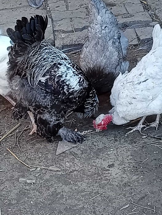 kogut brahma srebrna