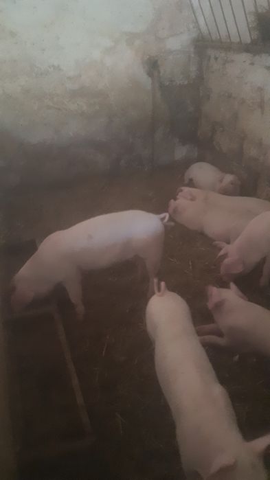 Sprzedam prosięta