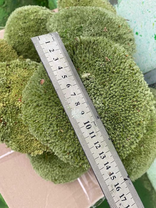 Скуп мох Кочка лісовий