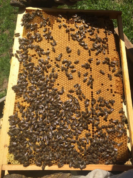 Матки Карпатка, матки, пчеломатки, бджоломатки, Карпатка,