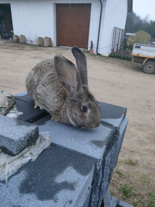Królik olbrzym belgijski Samiec