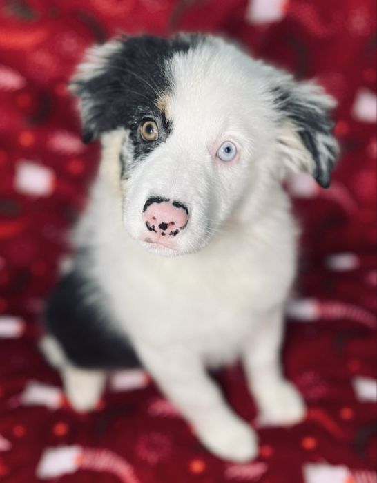 Щенок миниатюрной американской овчарки