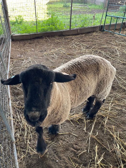 Carneiro raça Suffolk