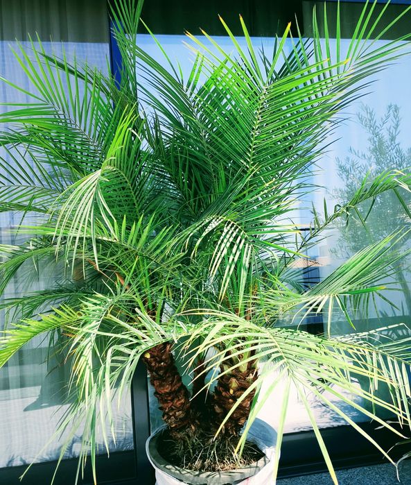 Palmeiras Phoenix roebelenii, ou tamareiras anãs