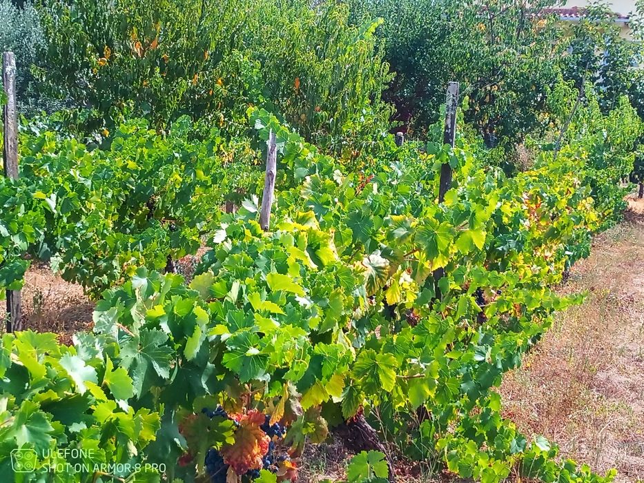 Venda de uvas para vinho
