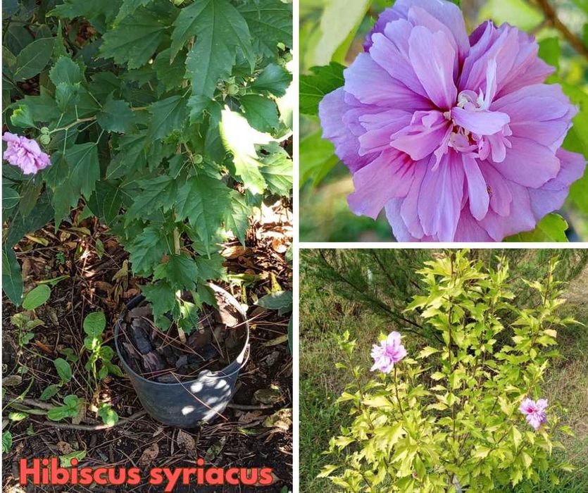 Hibiscus syriacus  - Hibisco-da-síria