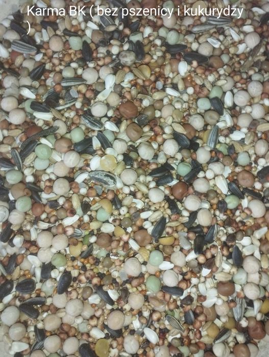 Karma dla gołębi Radpol.