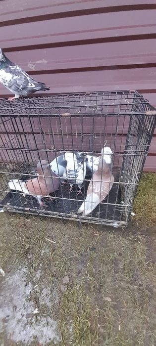 Gołębie kingi rózne