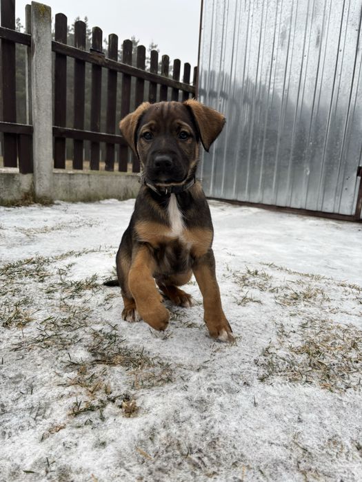 REZERWACJA Mały piesek szuka domu