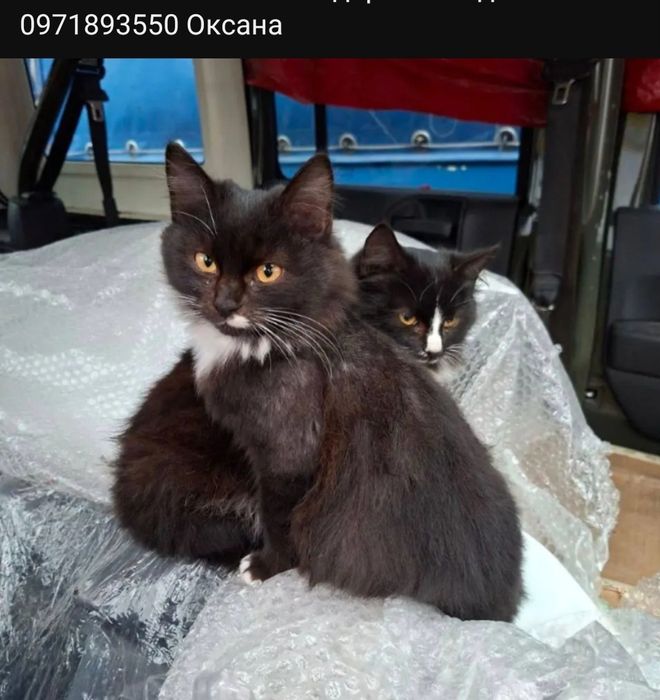 Отдам даром в добрые руки пушистых черно-белых котят