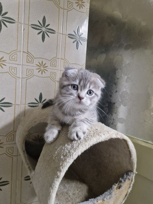 Gatinho Scottish Fold