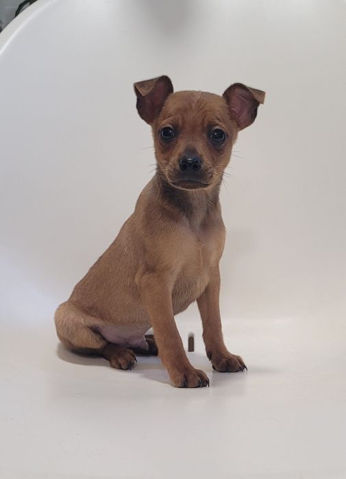 Pinscher miniatura macho