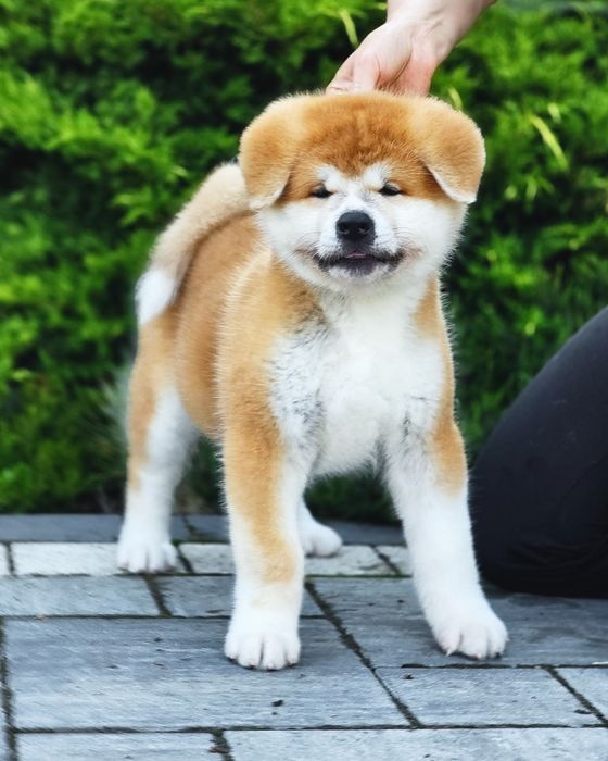 Akita Inu FCI/ZKwP już Do ODBIORU