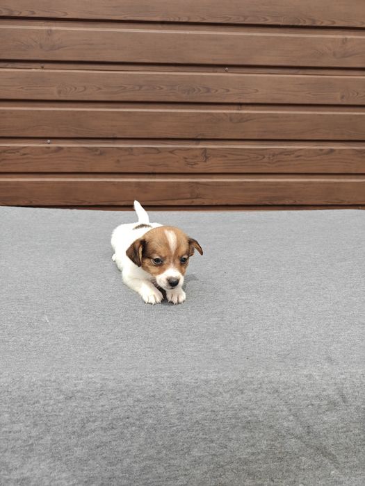 Jack Russell Terrier krótkowłosy suka