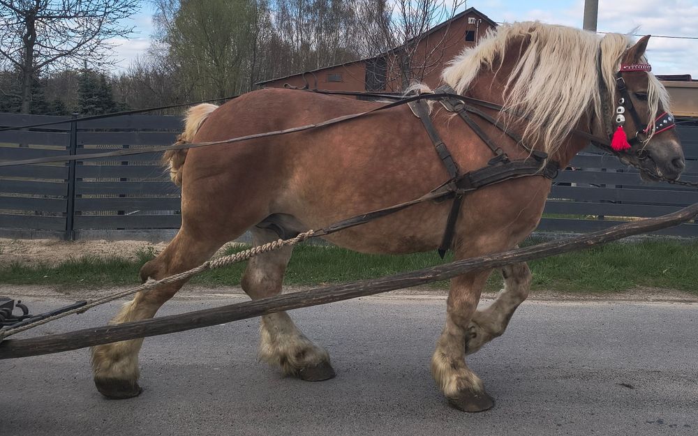 Ogier sokólski programowy