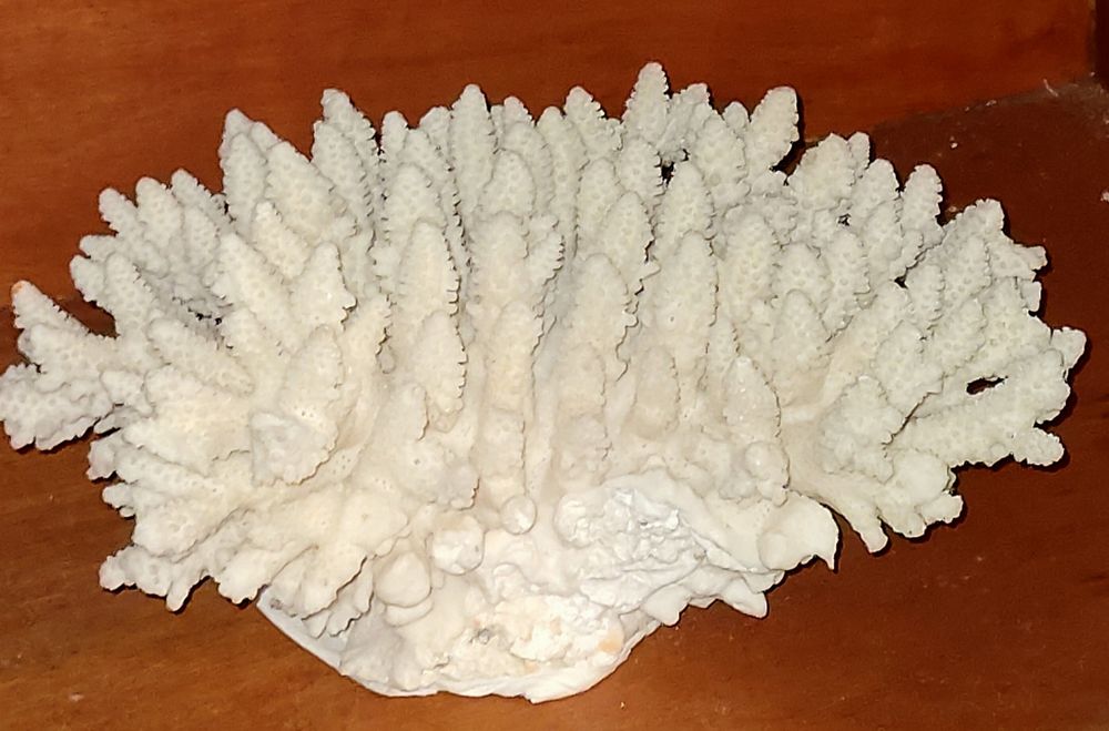Coral NATURAL Antigo