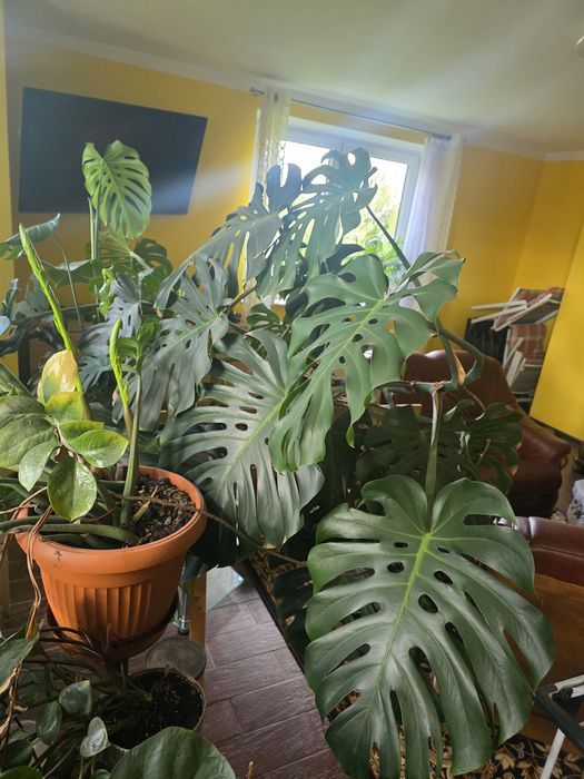 Monstera deliciosa XXL – ogromna, efekt „dżungli” (ok. 6 m²)