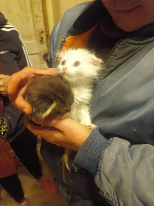 Котята скоттиш фолд