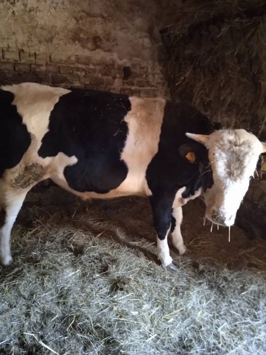 Zwierzęta hodowlane