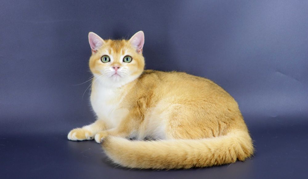 Ласкава та дуже гарна кішечка британської породи