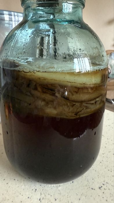 Чайный гриб, камбуча