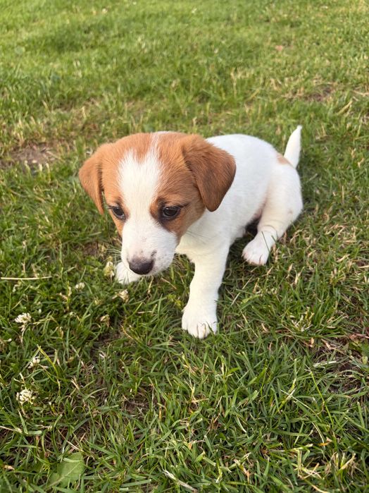 Jack Russell Terrier –  suczka Jagoda
