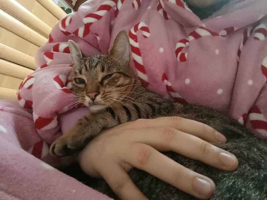 Eddie – profesjonalny pogromca wędek i kulek szuka domu!