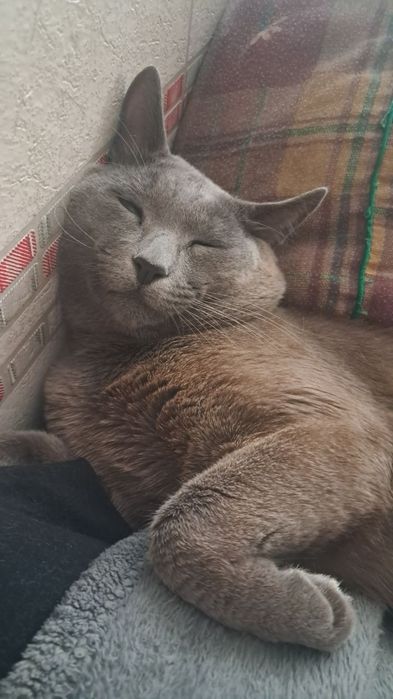 Віддам котика в хороші руки