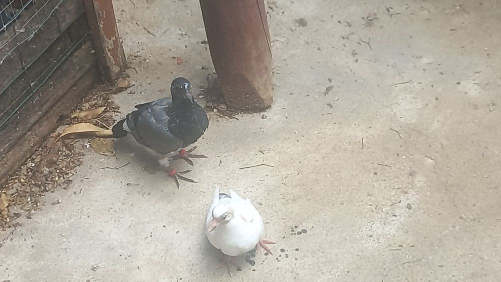 Vendo pombos de varias raças