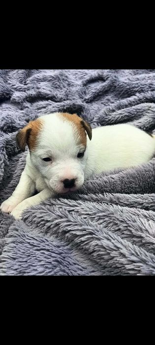 Jack russell terrier suczka nr.3 Stary sącz